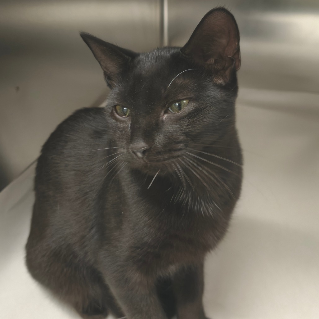 Aang Domestic Shorthair Black None
