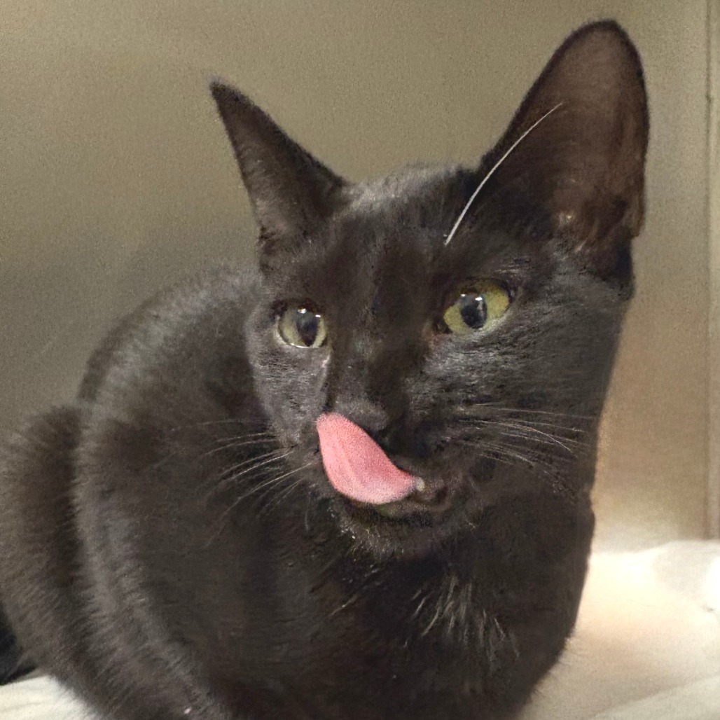 Aang Domestic Shorthair Black None