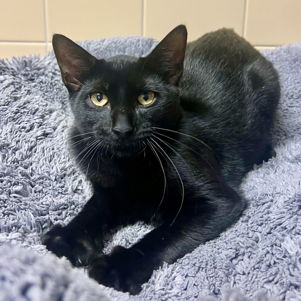 Flapjack Domestic Shorthair Black None