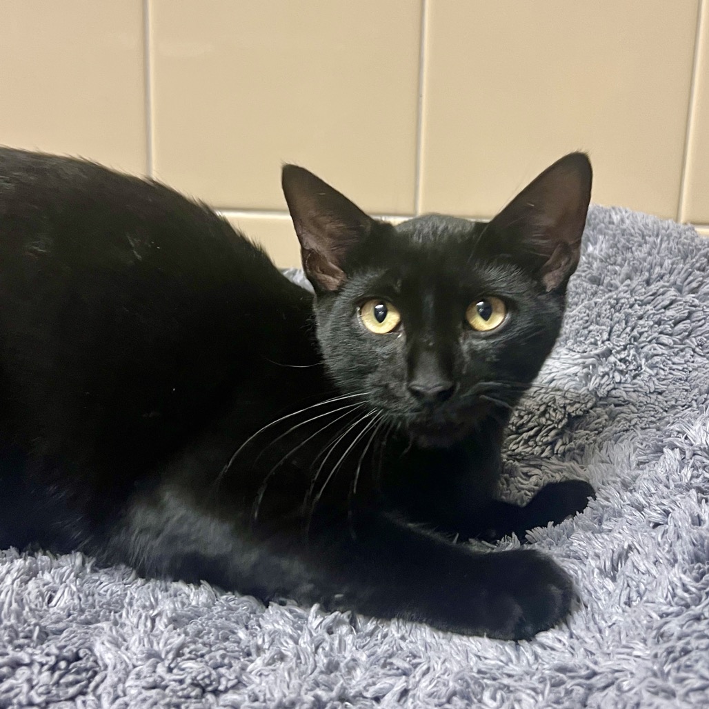 Flapjack Domestic Shorthair Black None