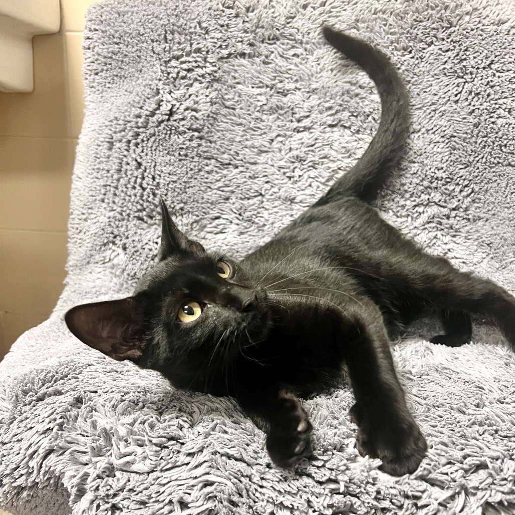 Flapjack Domestic Shorthair Black None