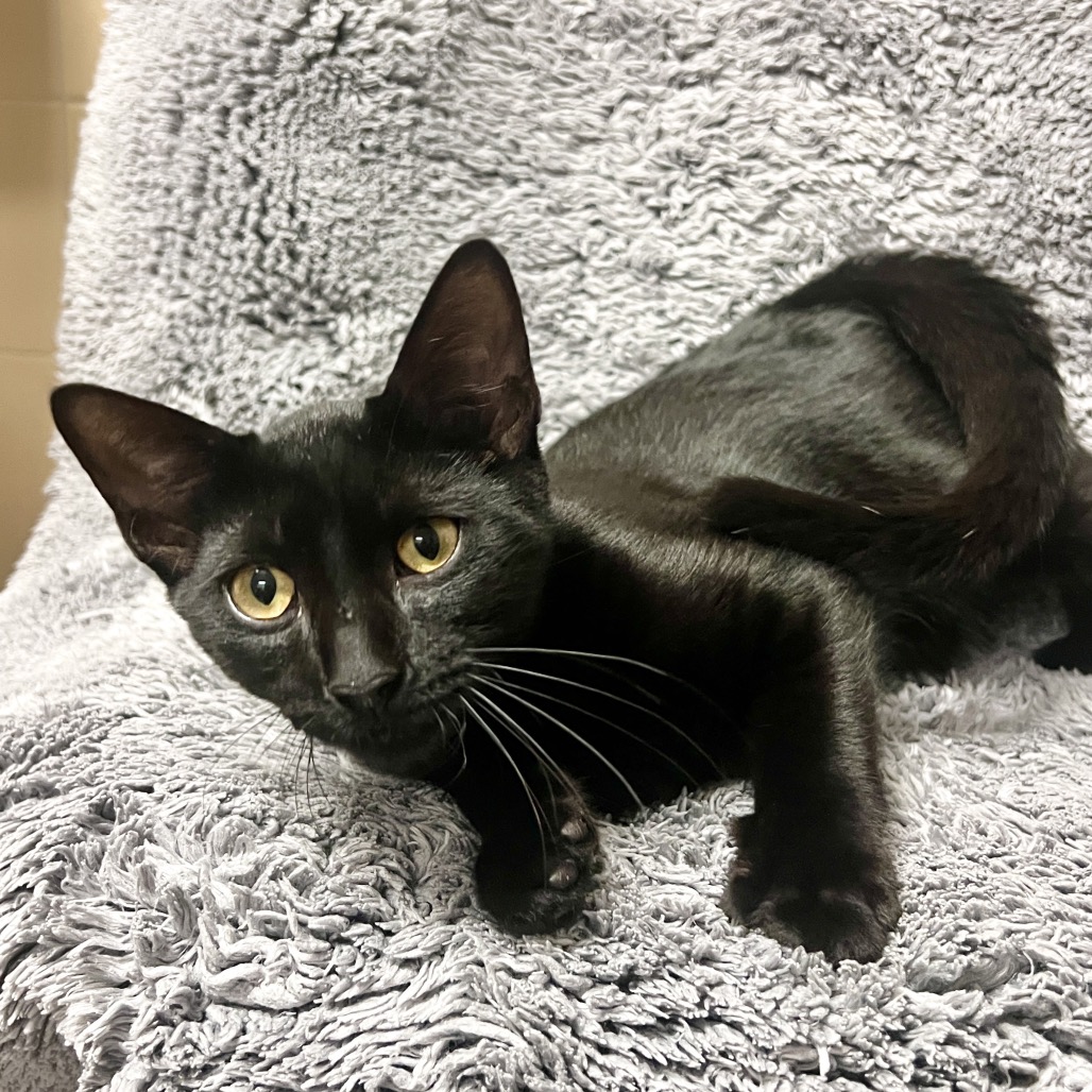 Flapjack Domestic Shorthair Black None