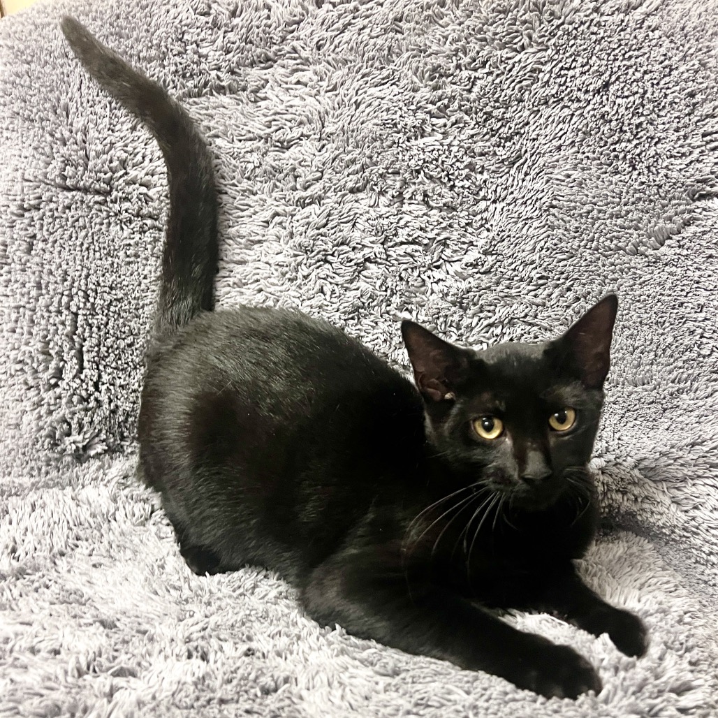 Flapjack Domestic Shorthair Black None