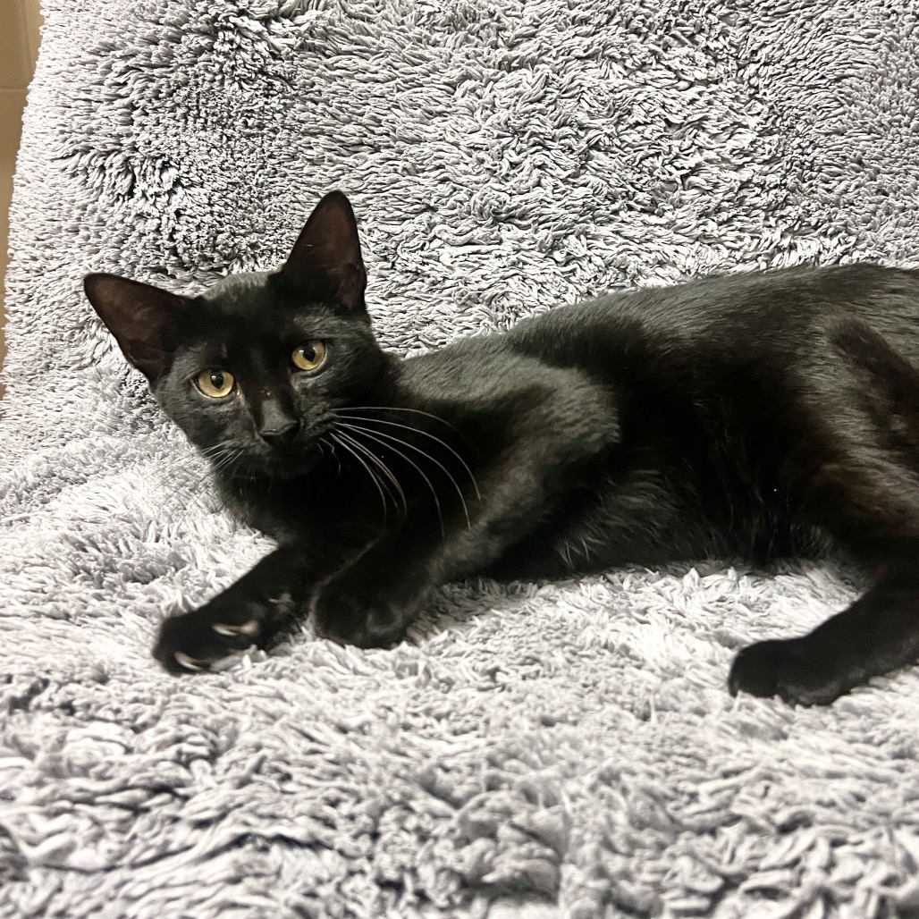 Flapjack Domestic Shorthair Black None