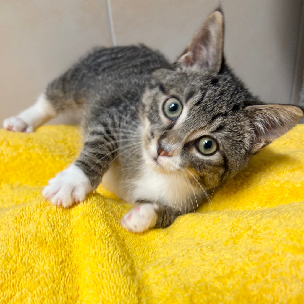 Omlette Domestic Shorthair Brown None