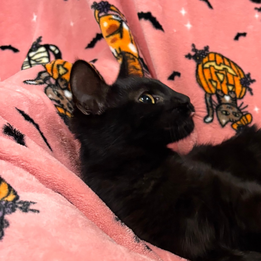 Pugsley Domestic Shorthair Black None