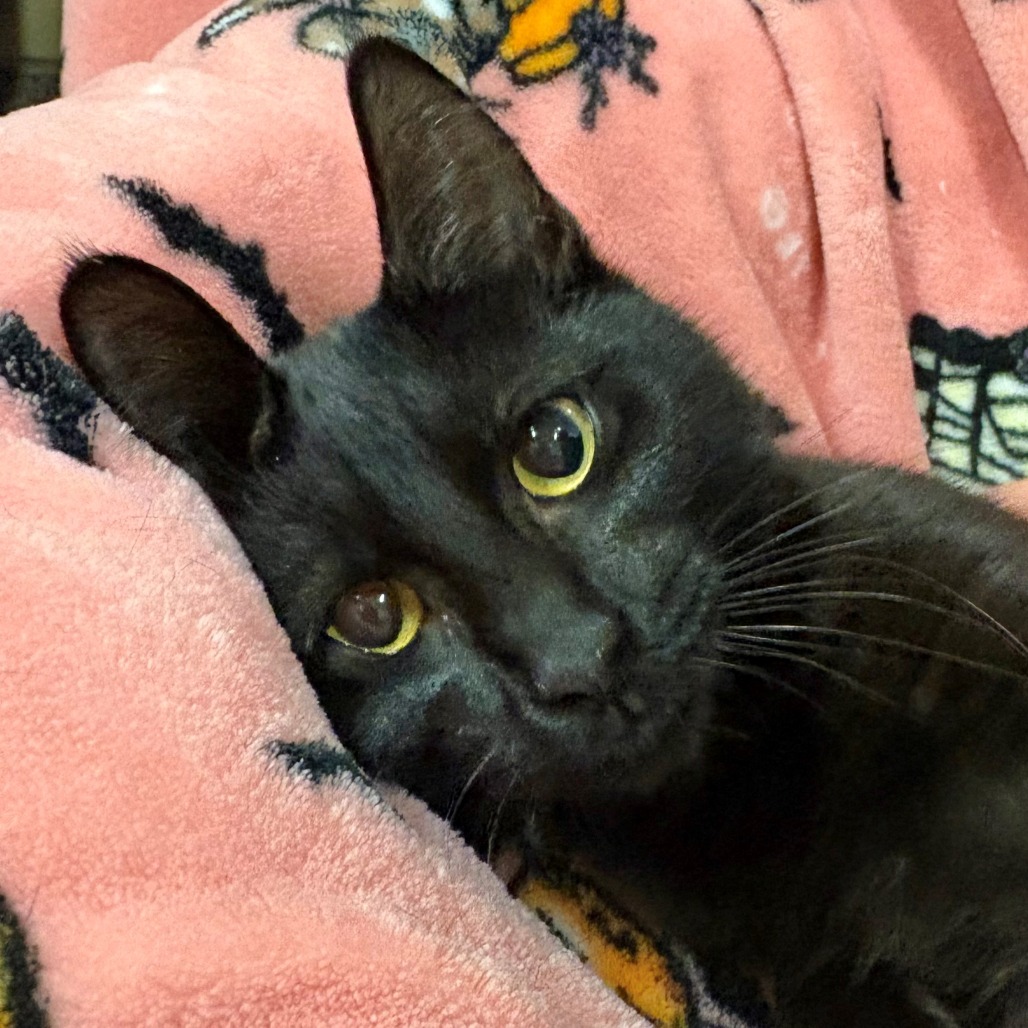 Wednesday  Domestic Shorthair Black None