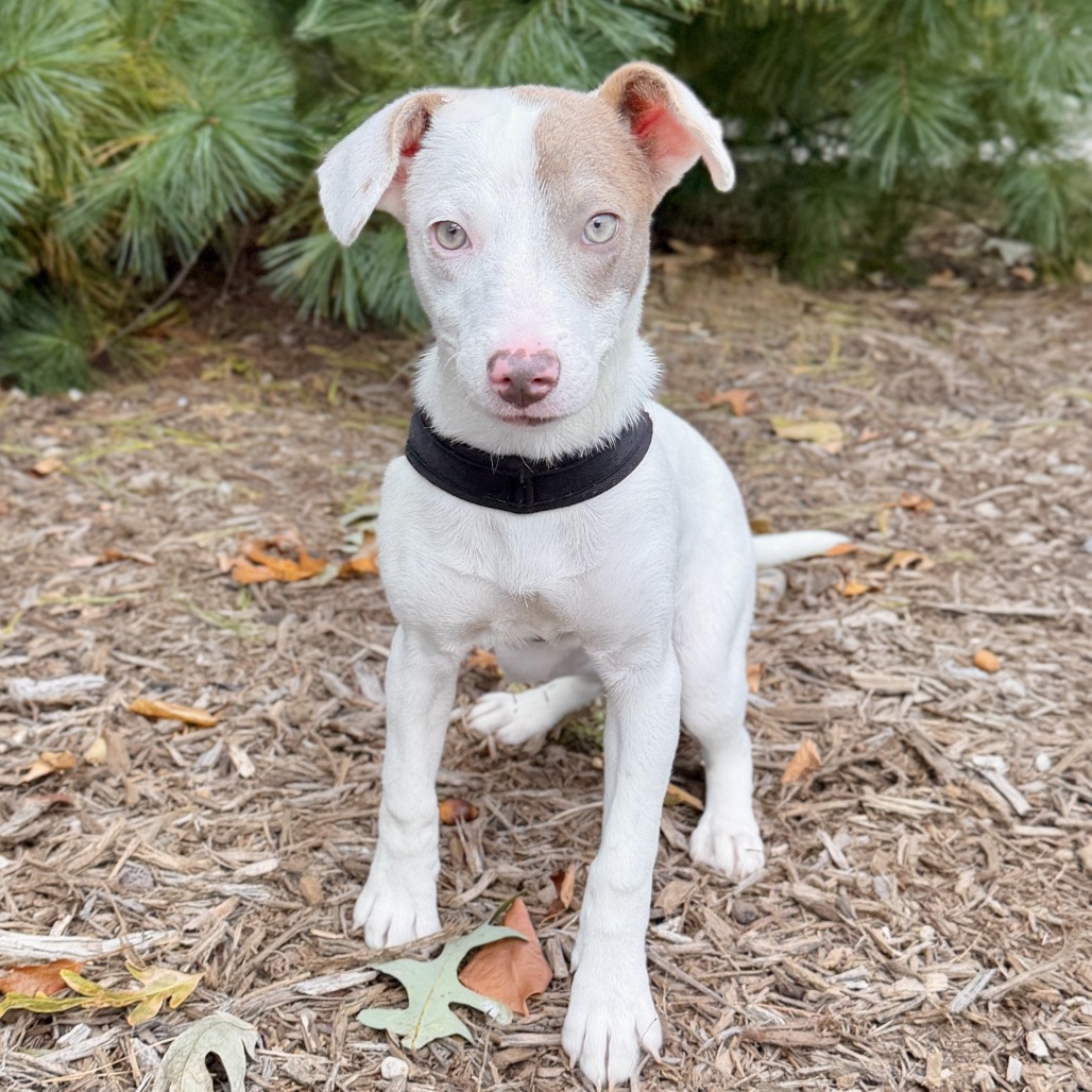 Cotton Mixed Breed (Small) White/Sandy Bicolor