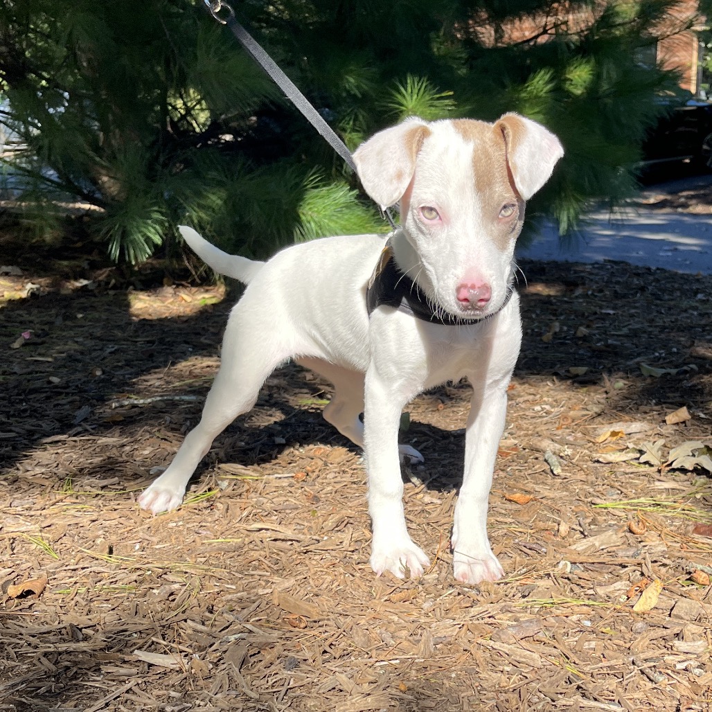 Cotton Mixed Breed (Small) White/Sandy Bicolor