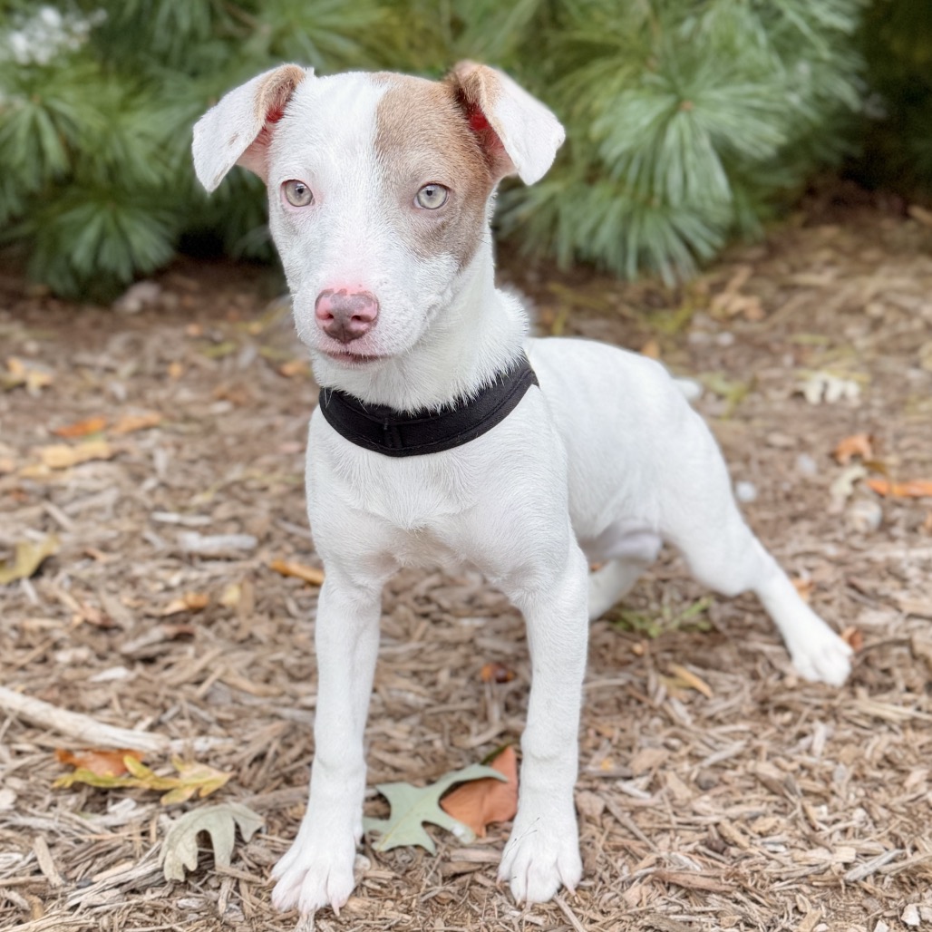 Cotton Mixed Breed (Small) White/Sandy Bicolor