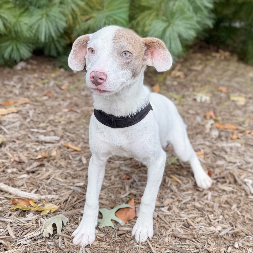 Cotton Mixed Breed (Small) White/Sandy Bicolor