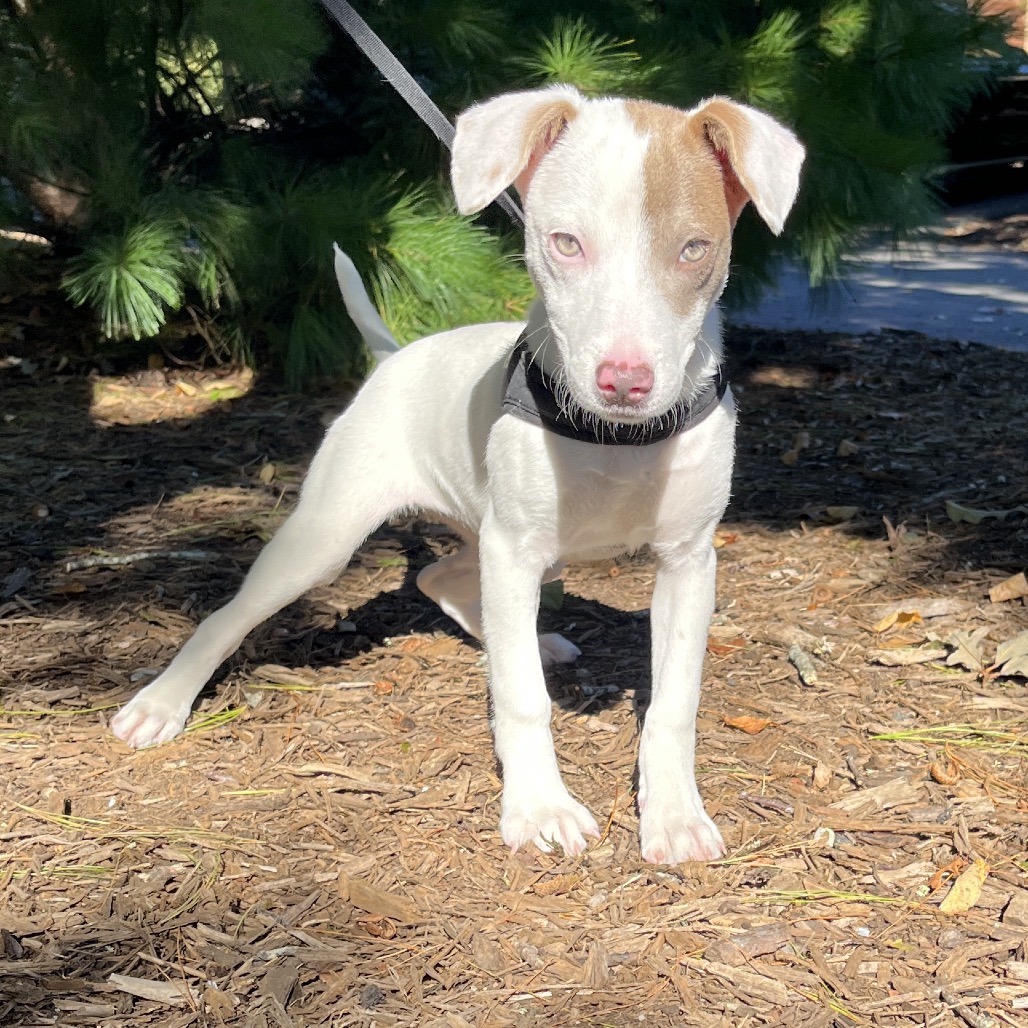 Cotton Mixed Breed (Small) White/Sandy Bicolor