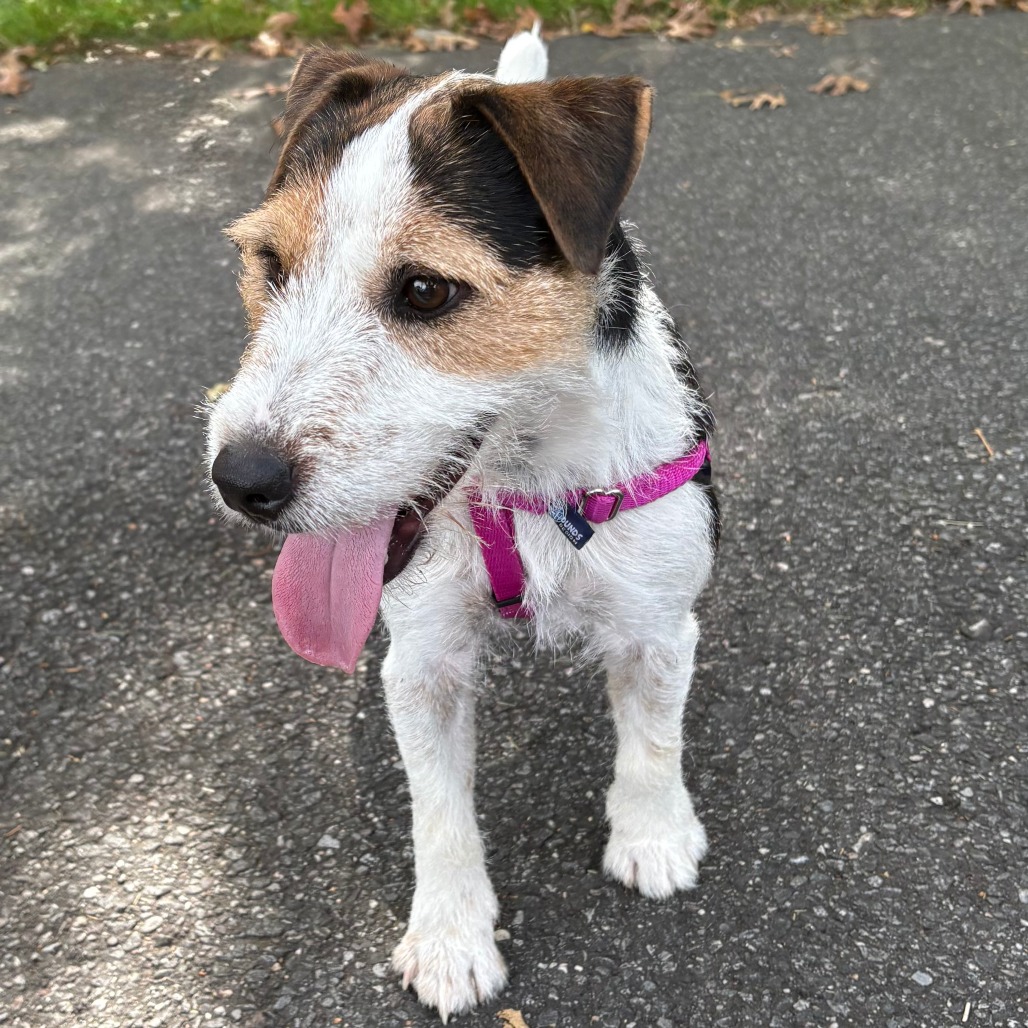 Jack Terrier, Jack Russell Black 