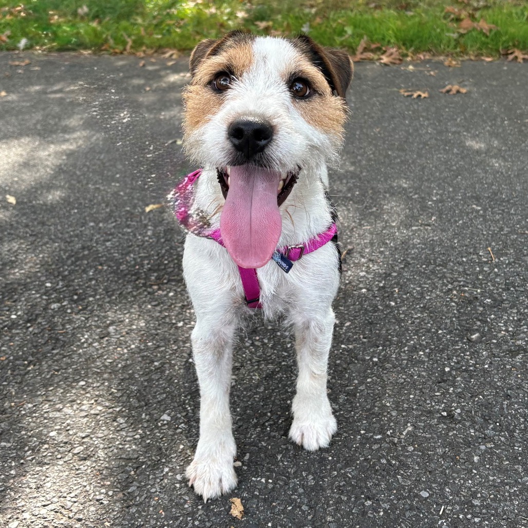 Jack Terrier, Jack Russell Black 
