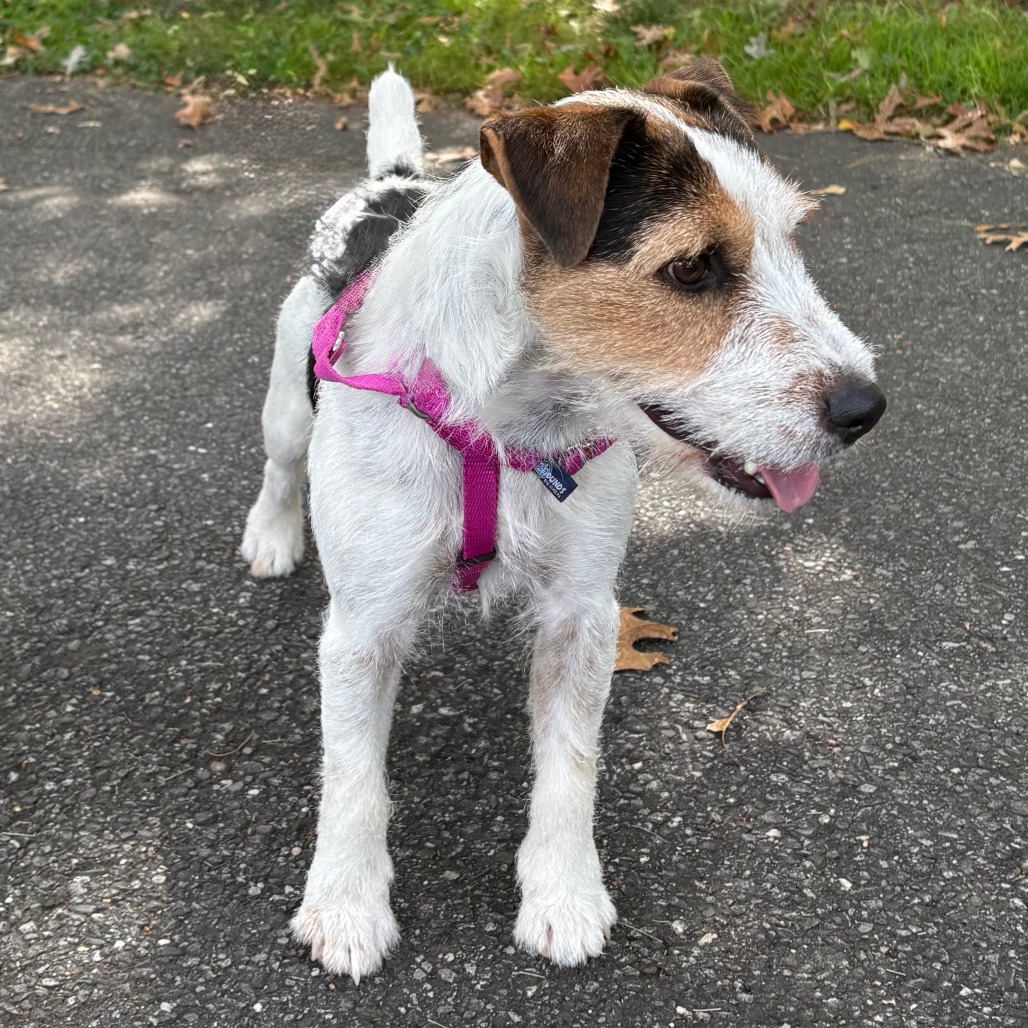 Jack Terrier, Jack Russell Black 