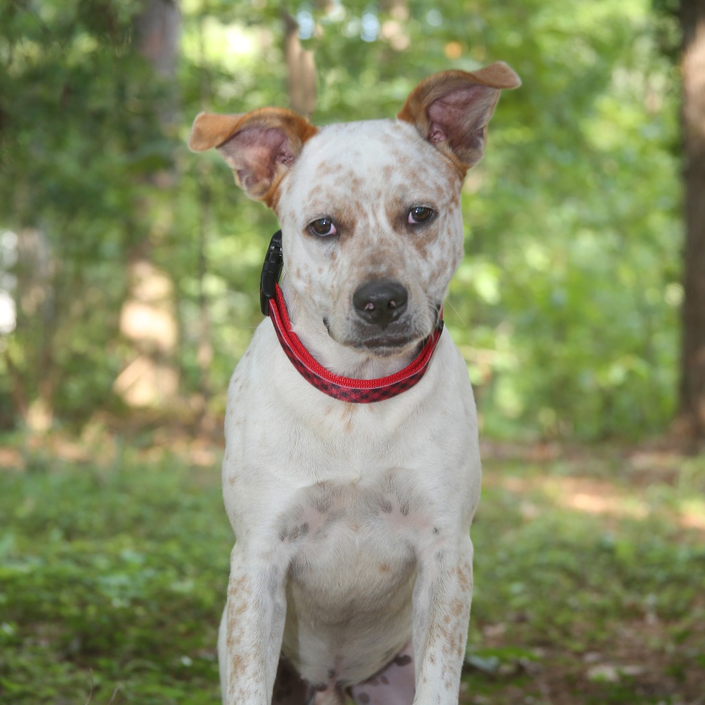Ollie S1 Cattle Dog, Australian (Red Heeler) White Spotted