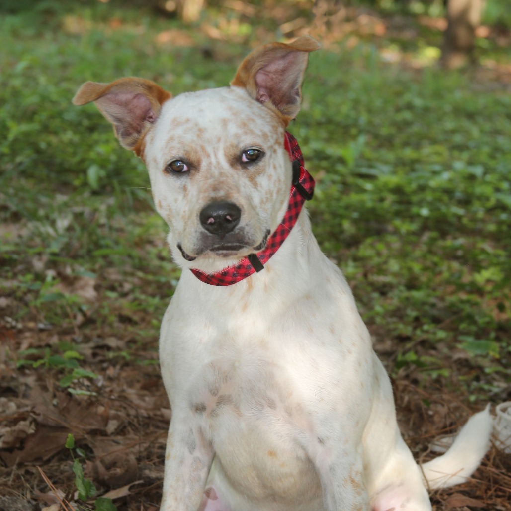 Ollie S1 Cattle Dog, Australian (Red Heeler) White Spotted