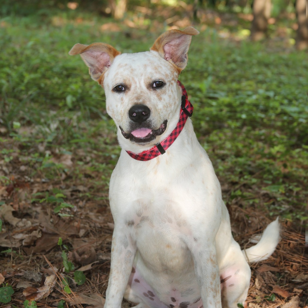 Ollie S1 Cattle Dog, Australian (Red Heeler) White Spotted