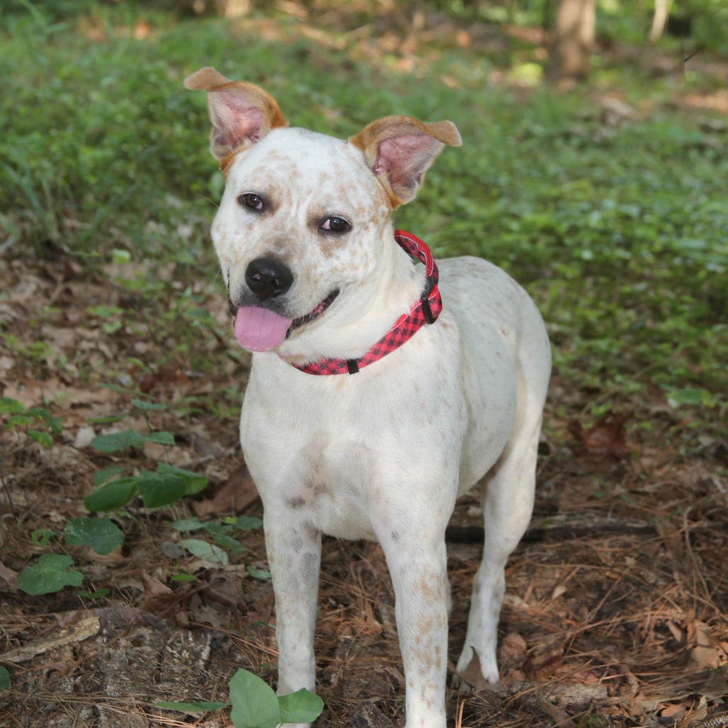 Ollie S1 Cattle Dog, Australian (Red Heeler) White Spotted