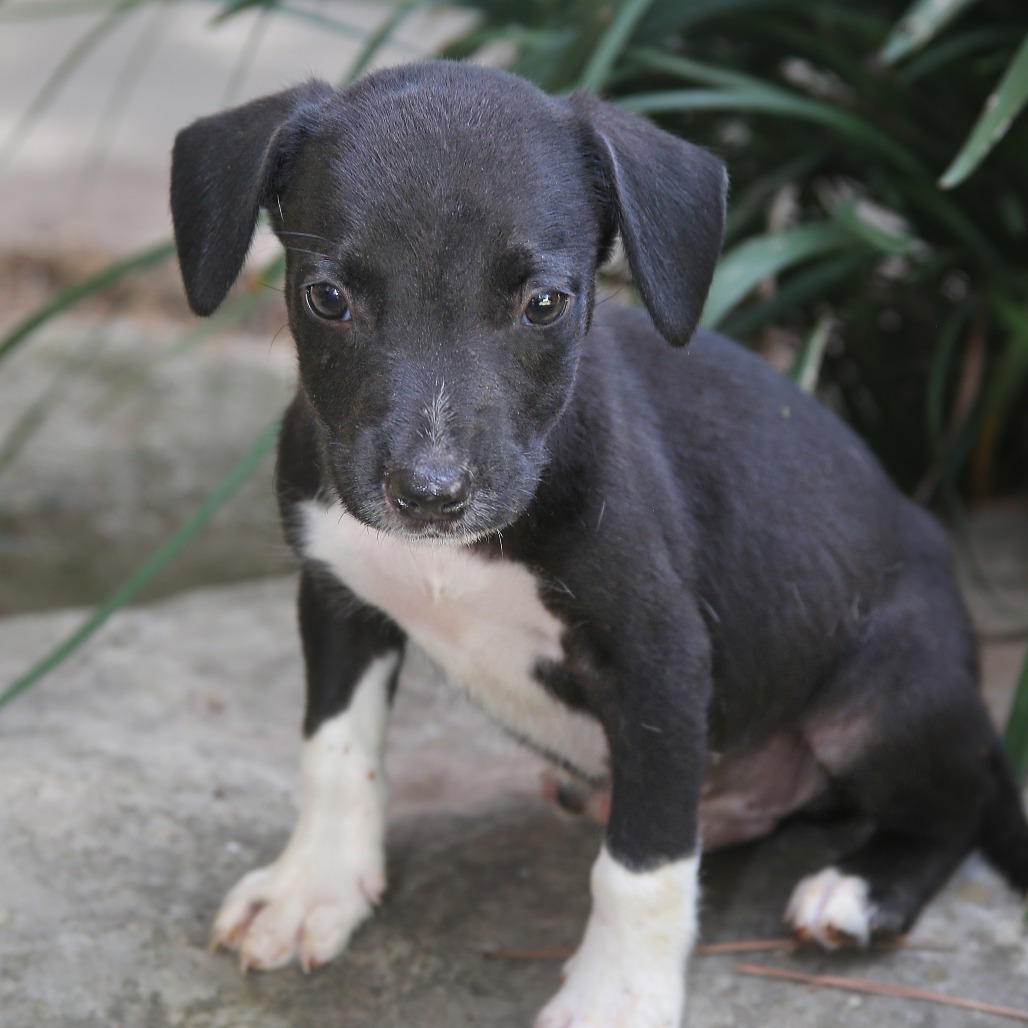 Coal Mixed Breed (Small) Black Bicolor