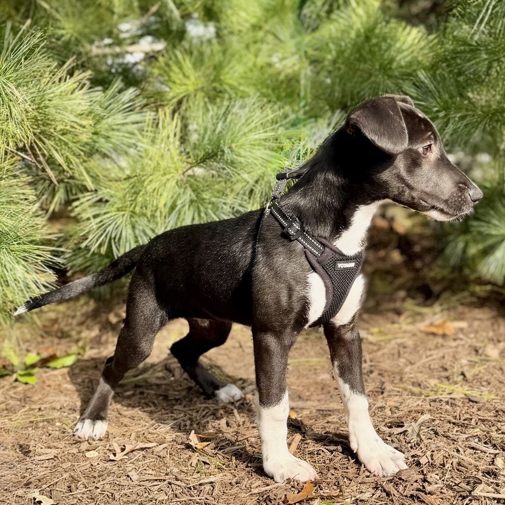Coal Mixed Breed (Small) Black Bicolor