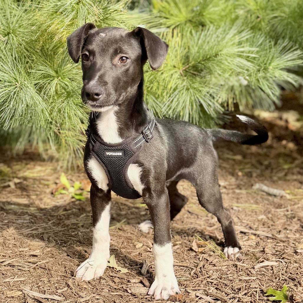 Coal Mixed Breed (Small) Black Bicolor