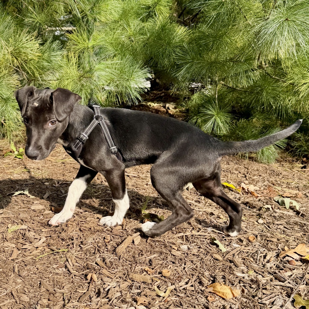 Coal Mixed Breed (Small) Black Bicolor