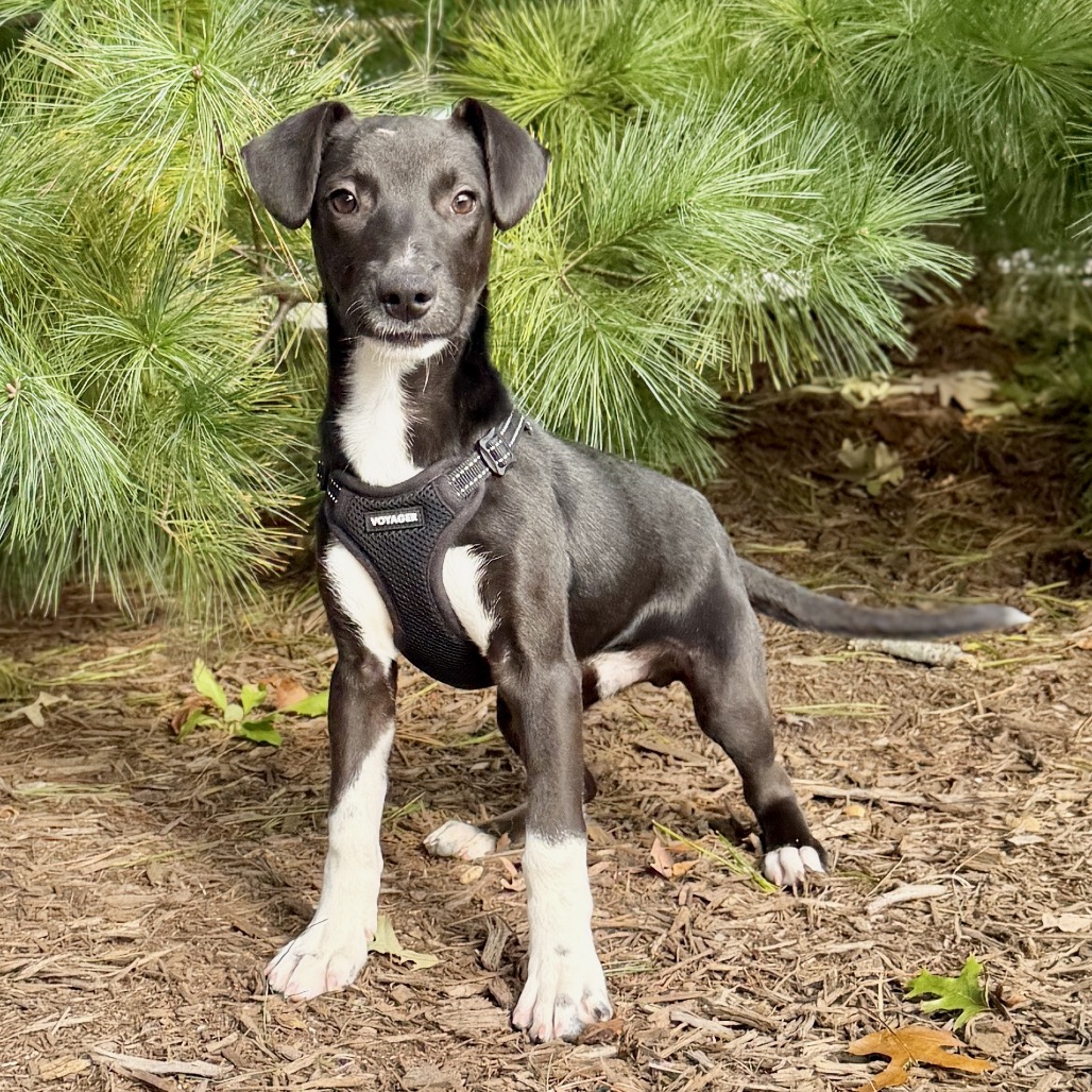 Coal Mixed Breed (Small) Black Bicolor