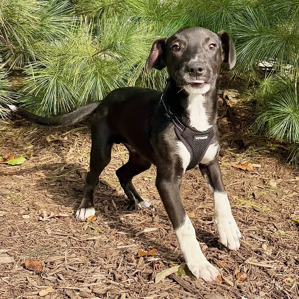 Coal Mixed Breed (Small) Black Bicolor