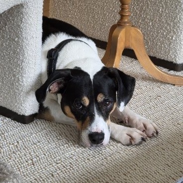 Oden Hound Black/White 