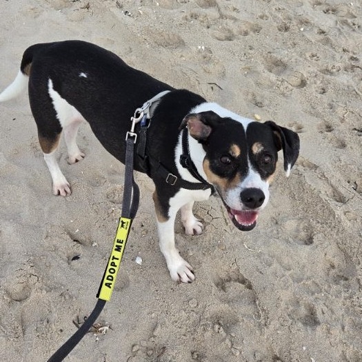 Oden Hound Black/White 