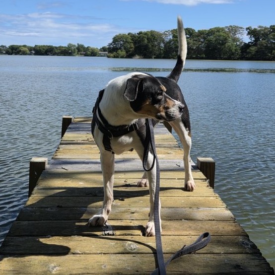 Oden Hound Black/White 