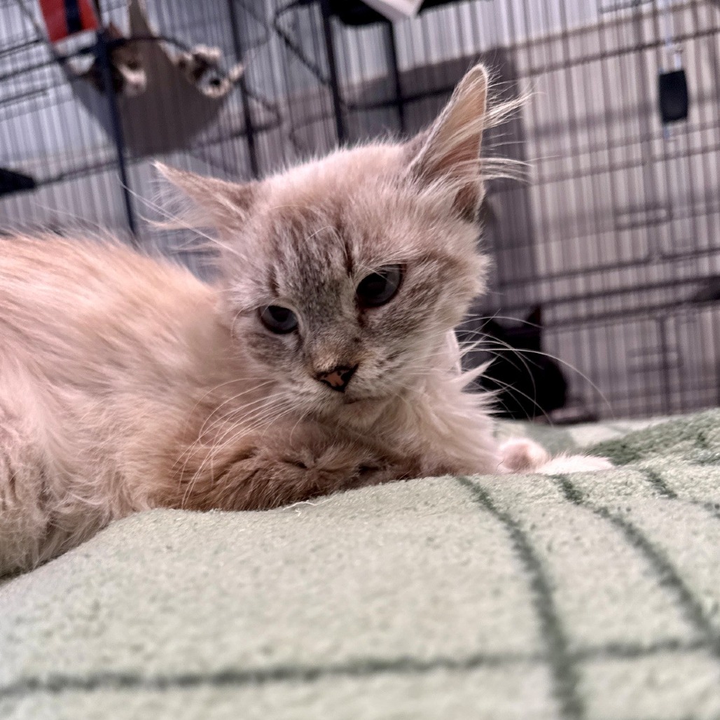 Tokyo Domestic Shorthair Grey None