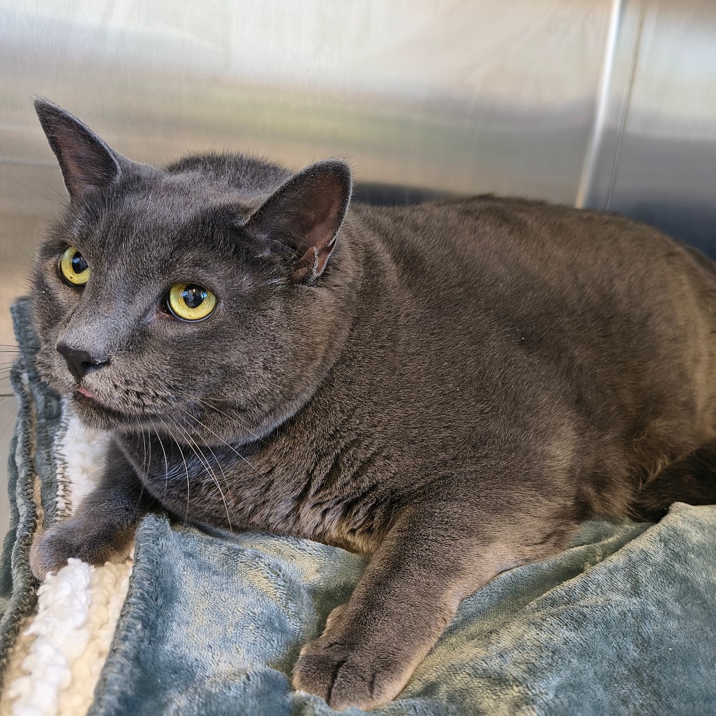 Milo Domestic Shorthair Grey