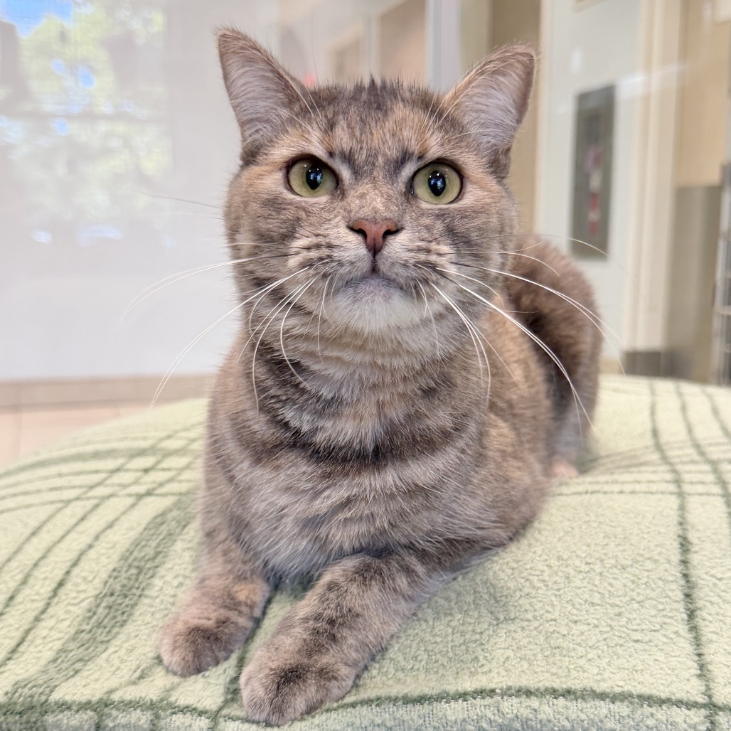 Teal Domestic Shorthair Grey/Orange None