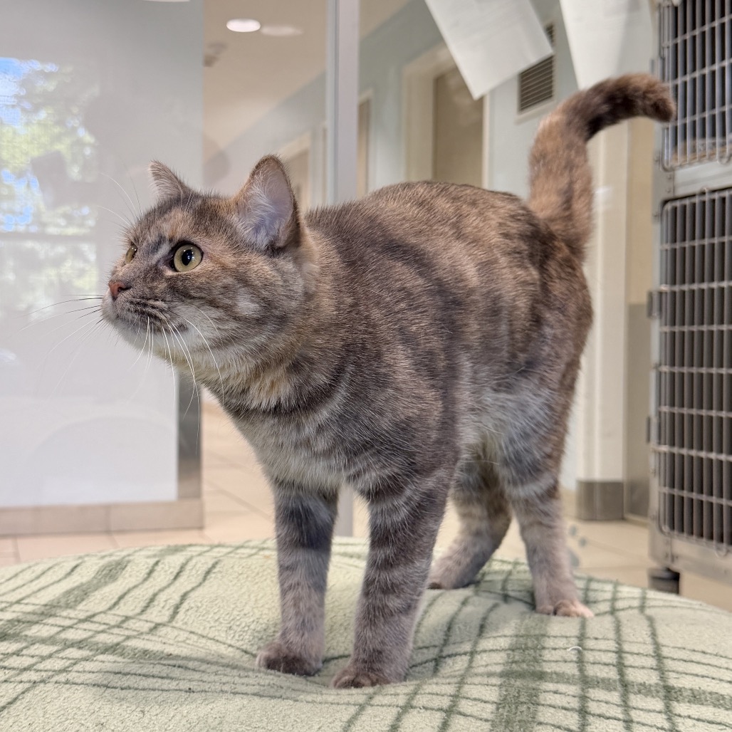 Teal Domestic Shorthair Grey/Orange None