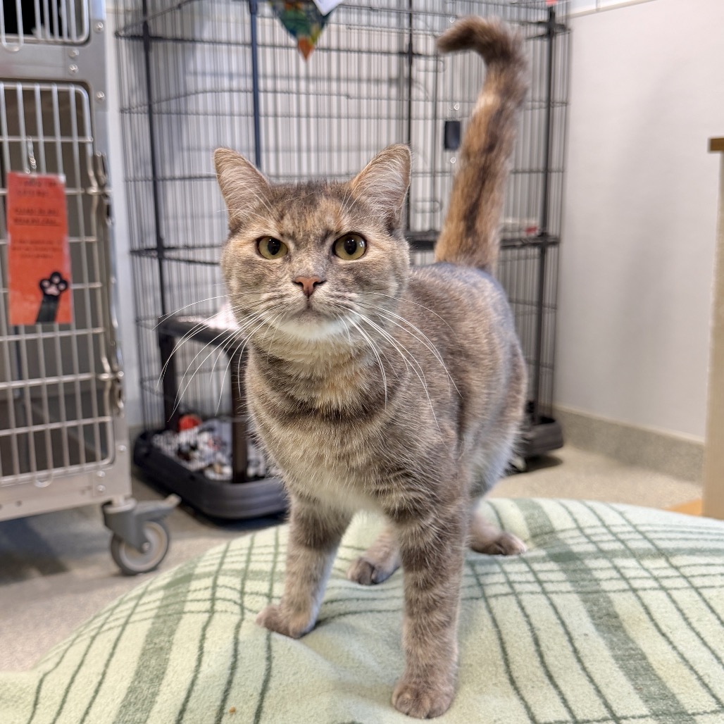 Teal Domestic Shorthair Grey/Orange None