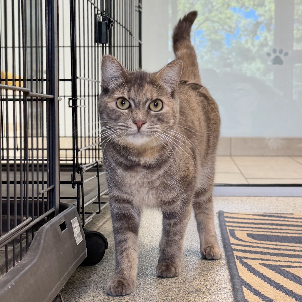 Teal Domestic Shorthair Grey/Orange None