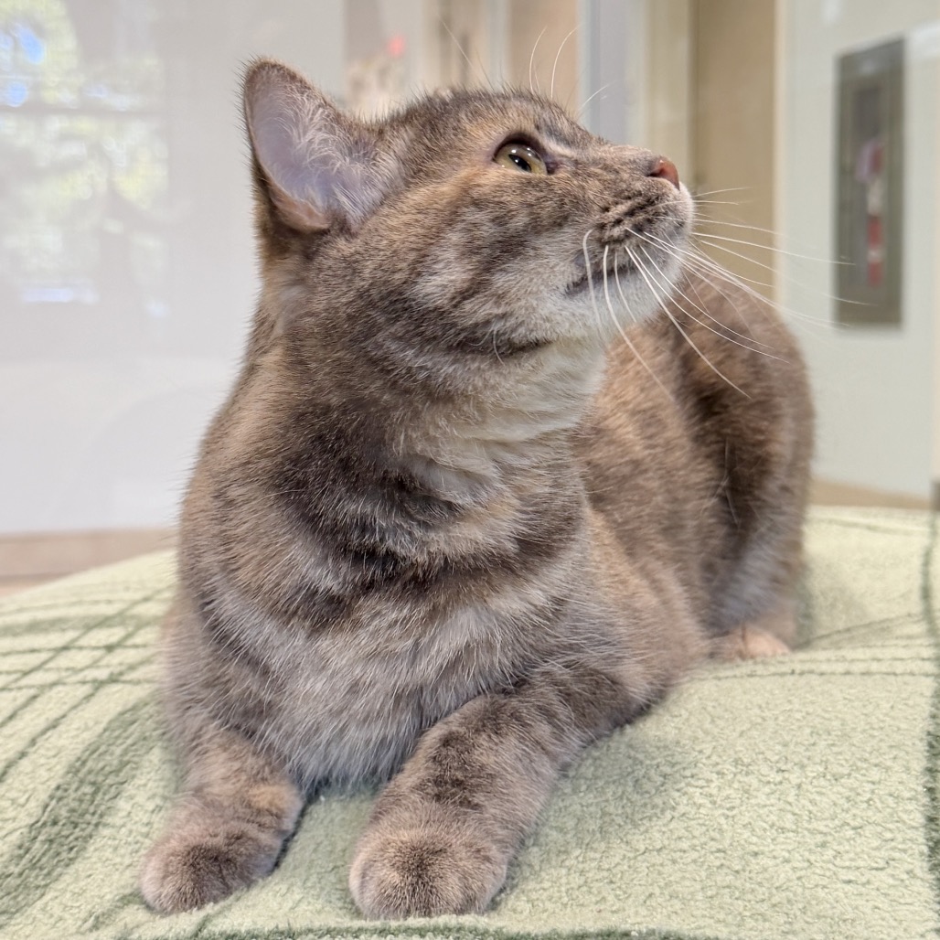 Teal Domestic Shorthair Grey/Orange None