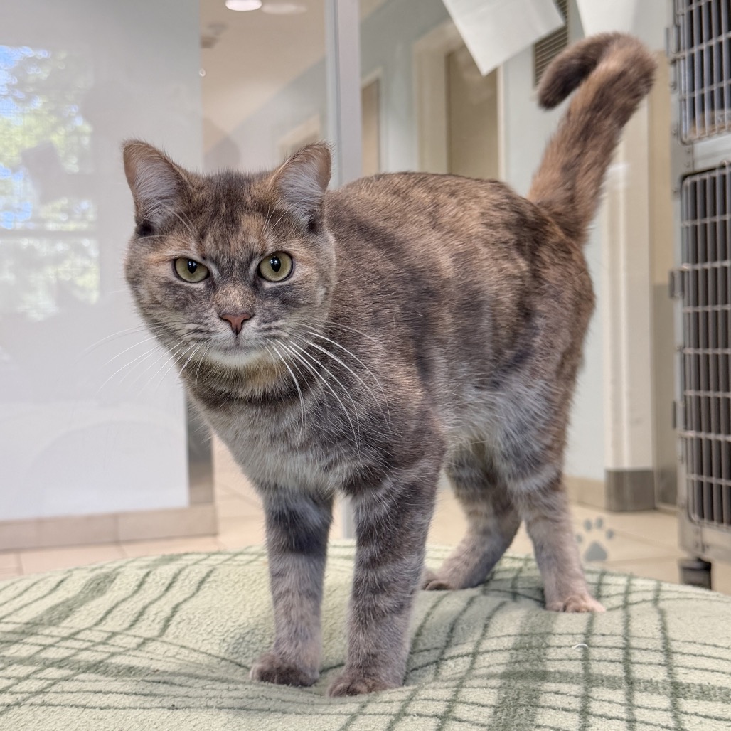 Teal Domestic Shorthair Grey/Orange None