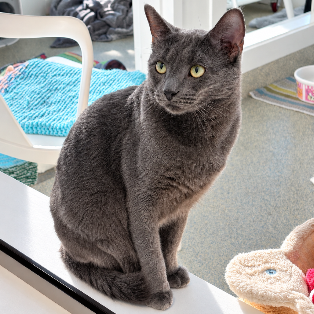 Ezra Domestic Shorthair Grey 