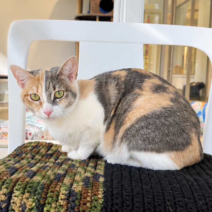 Meye Domestic Shorthair Calico