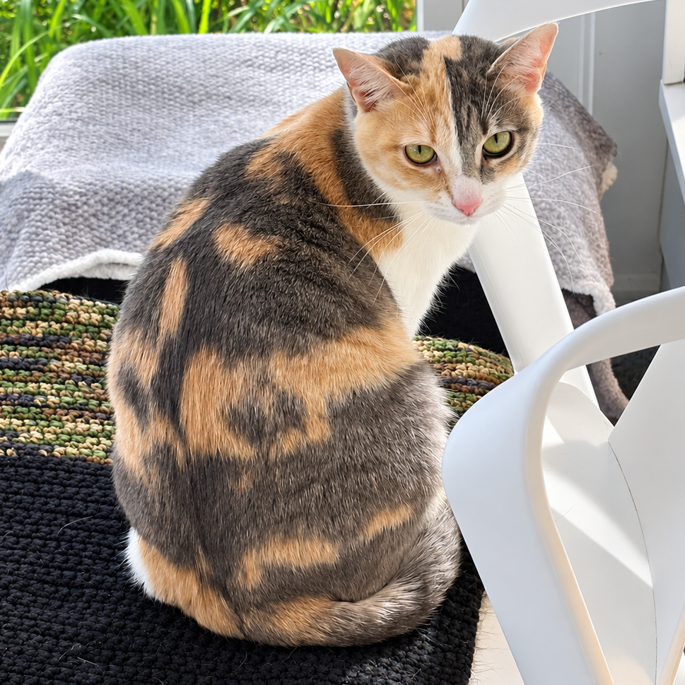 Meye Domestic Shorthair Calico
