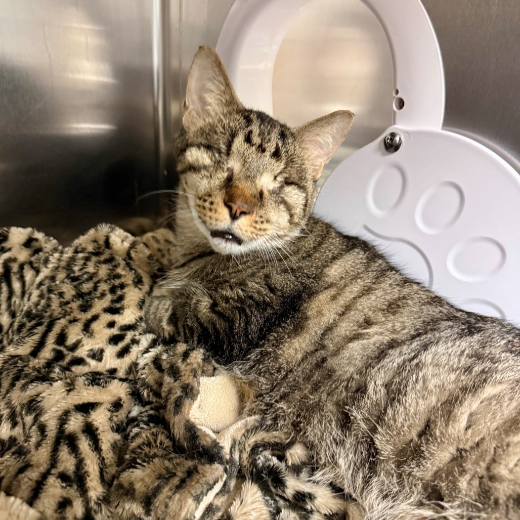 Thumper Domestic Shorthair Brown Tabby