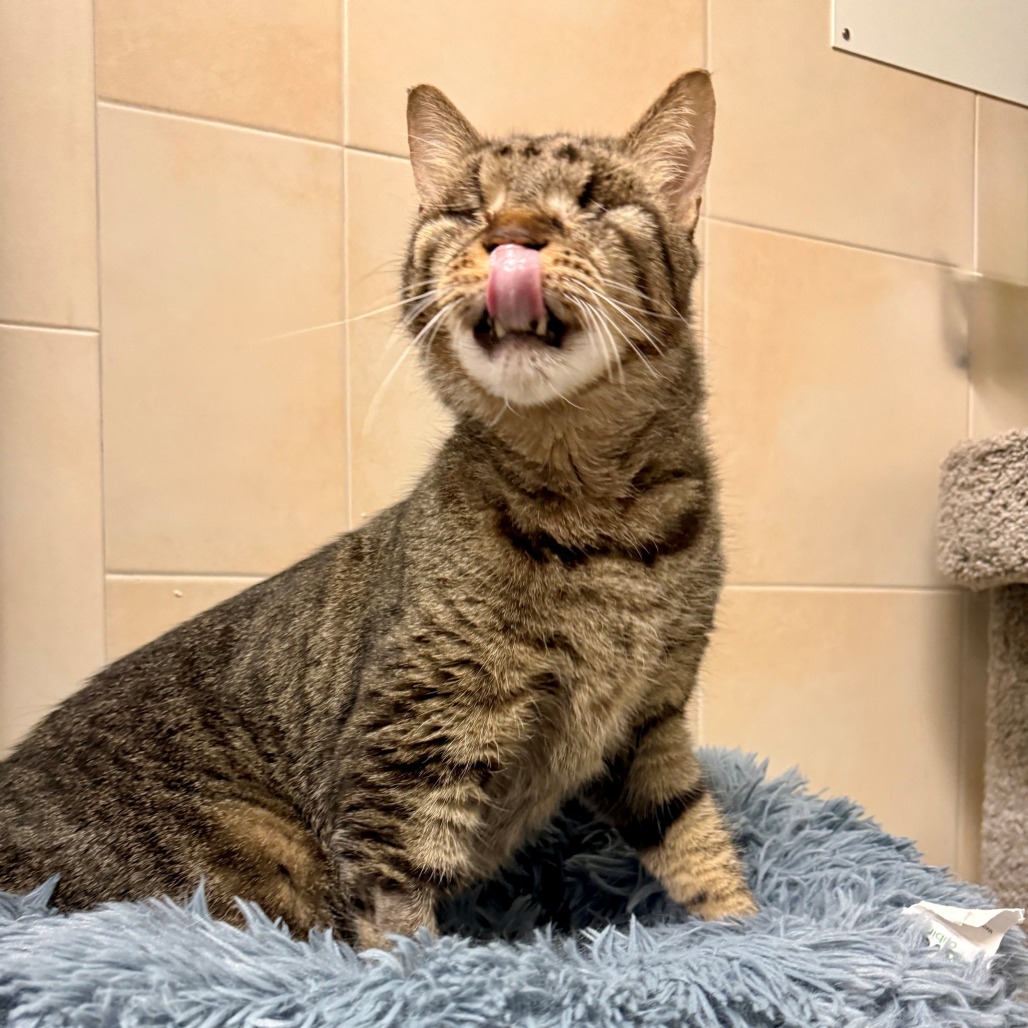 Thumper Domestic Shorthair Brown Tabby