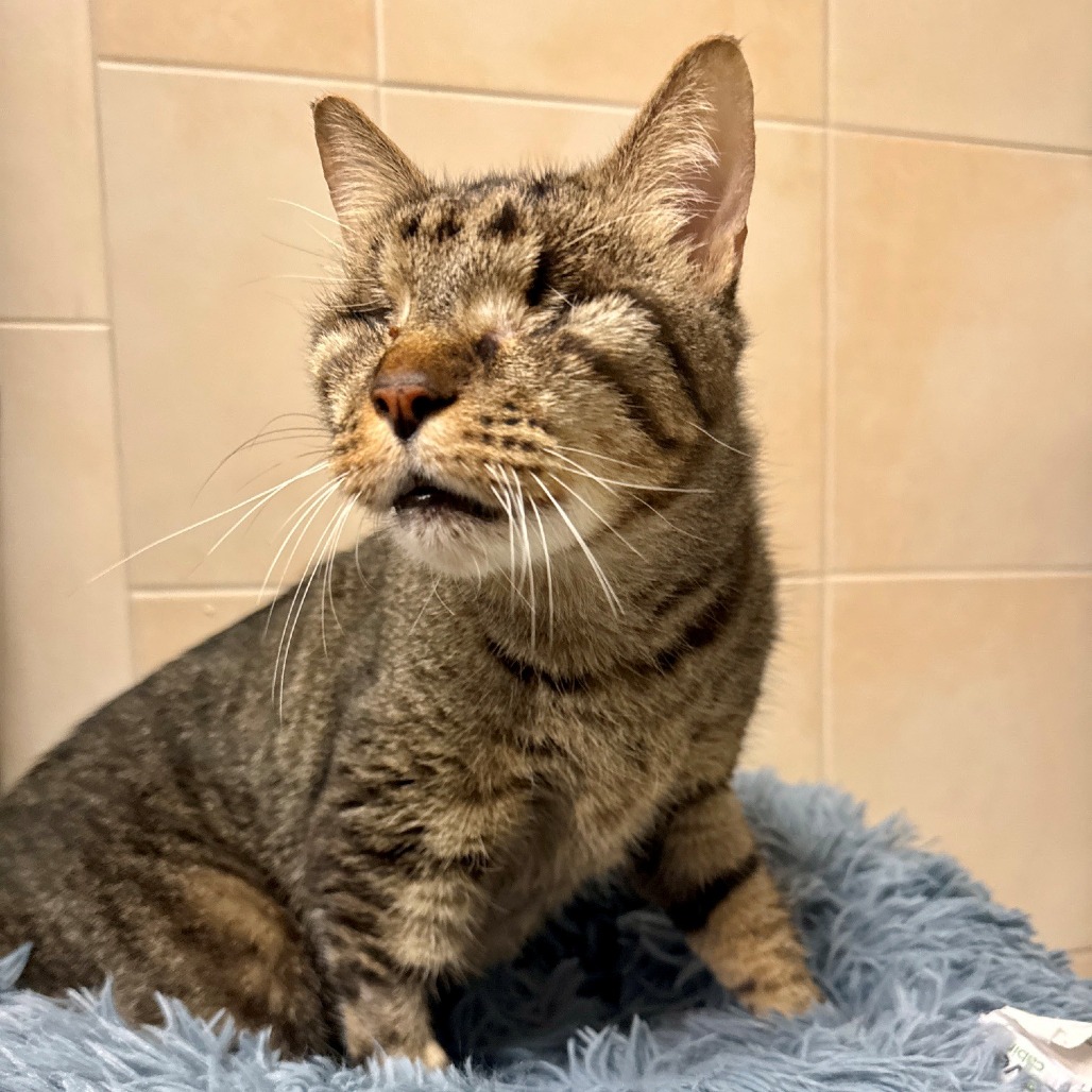 Thumper Domestic Shorthair Brown Tabby