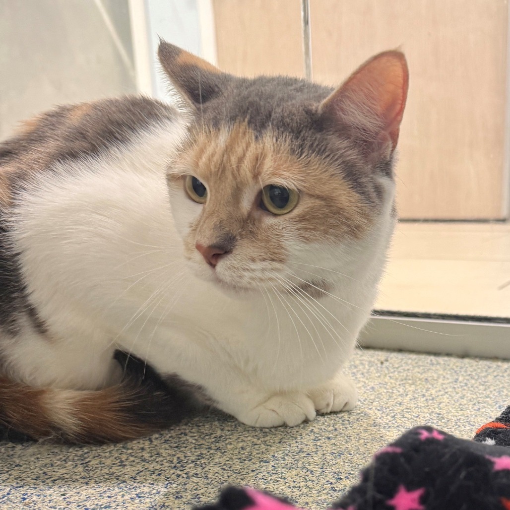 Bahama Mama Domestic Shorthair Calico 