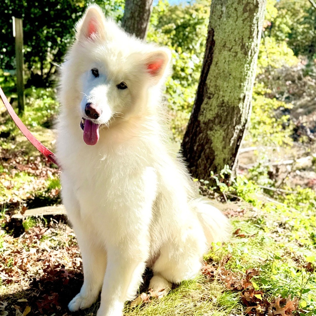 Noodle Samoyed White