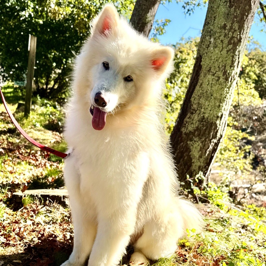 Noodle Samoyed White