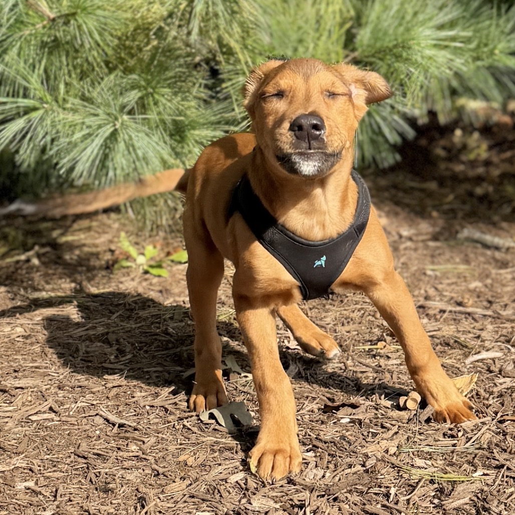 Copper Mixed Breed (Small)/Beagle Brown Bicolor